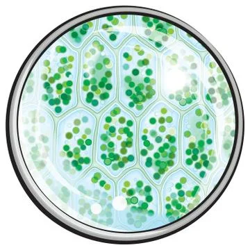 Chlorophyll. Plant Cells under the Microscope Stock Illustration