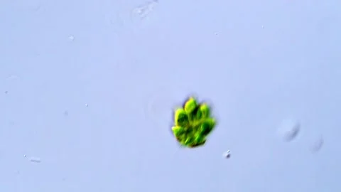 Chlorophyta Organisms Seen Through Laboratory Microscope, 400x 動画素材 317789921
