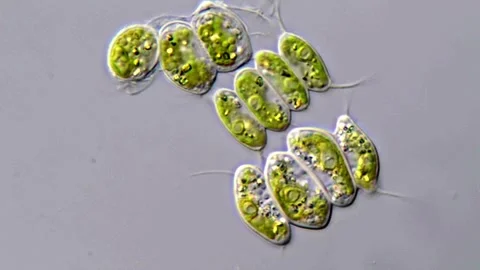 Chlorophyta Scenedesmus algae under microscope 库存影片 310302547