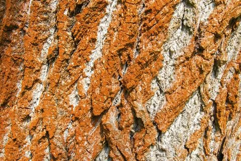 Chlorophyta, thread algae, green algae, orange-red aerial algae, reddish brown Stock Photos