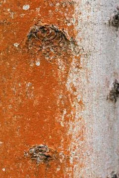 Chlorophyta, thread algae, green algae, orange-red aerial algae, reddish brown Stock Photos