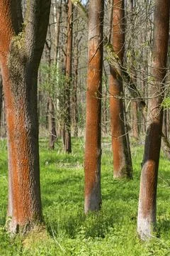 Chlorophyta, thread algae, green algae, orange-red aerial algae, reddish brown Stock Photos