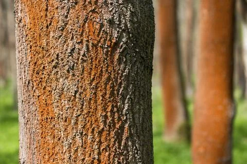 Chlorophyta, thread algae, green algae, orange-red aerial algae, reddish brown Stock Photos