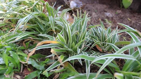 Chlorophytum comosum, commonly called spider plant Stock Footage 287754179
