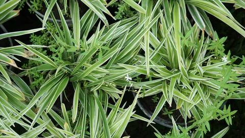 Chlorophytum comosum (spider plant, common spider plant) Stock Photos