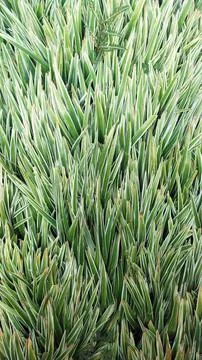 Chlorophytum Stock Photos