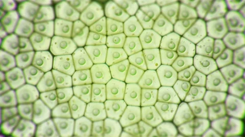Chloroplast eukaryotic cell animation under the microscope Stock Footage 124098776