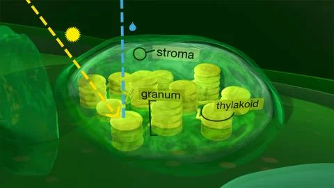 Chloroplast structure, 3d illustration Stock Illustration