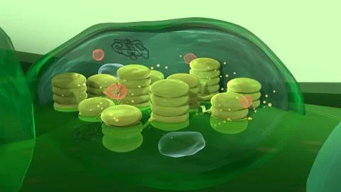 Chloroplast structure, 3d illustration Stock Illustration