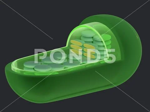 Chloroplast structure 3d rendered illustration PSD Template