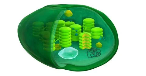 Chloroplast structure, isolated 3d illustration Stock Illustration