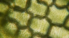 Generic green plant cells under a micros, Stock Video