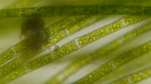 Chloroplast under a microscope. Cell division. Cell structure. Cell division. Stock-Footage 124527418
