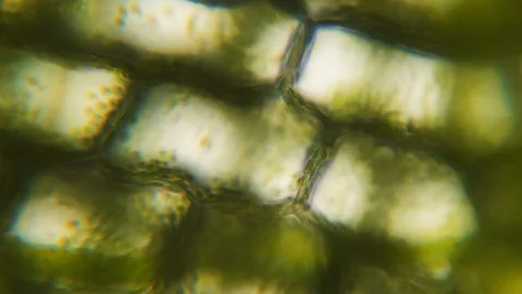 Chloroplast under a microscope. Cell division. Cell structure. Cell division. Stock-Footage 129960682