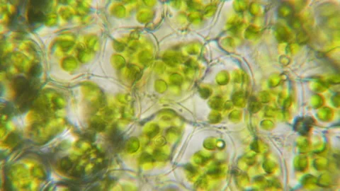 Chloroplast under a microscope. Cell division. Cell structure. Cell division. Stock-Footage 139685437