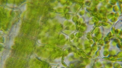 Chloroplast under microscope. Cell division. Cell Structure With Live Bacteria Stock Footage 277318046