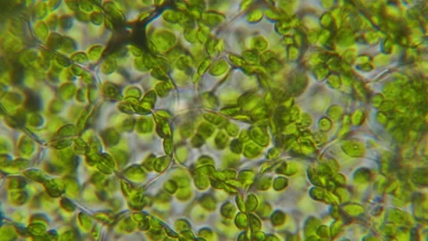 Chloroplast under microscope. Cell division. Cell Structure With Live Bacteria Stock Footage 278645124