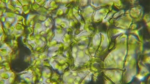 Chloroplast under microscope. Cell division. Cell Structure With Live Bacte.. Stock Footage 329477269