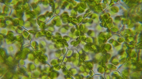 Chloroplast under microscope. Cell division. Cell Structure With Live Bacte.. Stock Footage 329477363