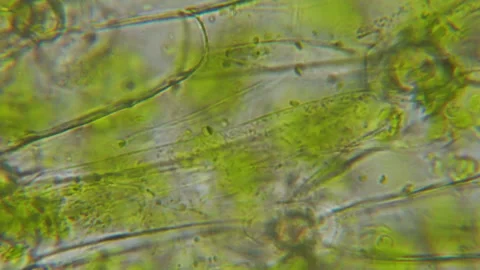 Chloroplast under microscope. Cell division. Cell Structure With Live Bacte.. Stock Footage 329477464
