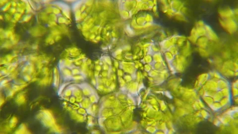 Chloroplast under microscope. Cell division. Cell Structure With Live Bacte.. Stock Footage 329477627