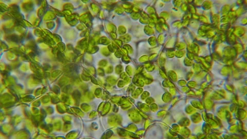Chloroplast under microscope. Cell division. Cell Structure With Live Bacte.. Stock Footage 333128139