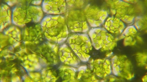 Chloroplast under microscope. Cell division. Cell Structure With Live Bacte.. Stock Footage 333128207