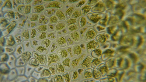 Chloroplast under a microscope. Chloropl... | Stock Video | Pond5