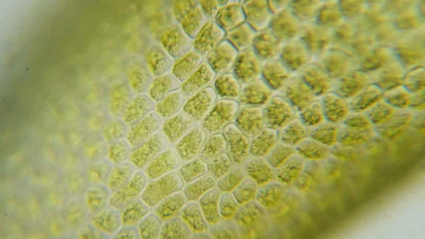 Chloroplast under a microscope. Chloroplasts in plant cells. Cell structure v Stock Footage 134304778