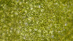 Generic green plant cells under a micros, Stock Video