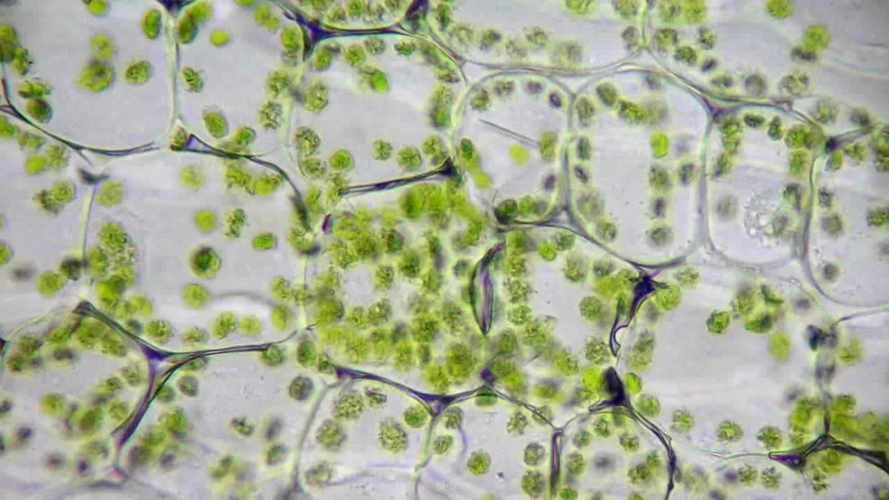 раст клетка под микроскопом фото 110