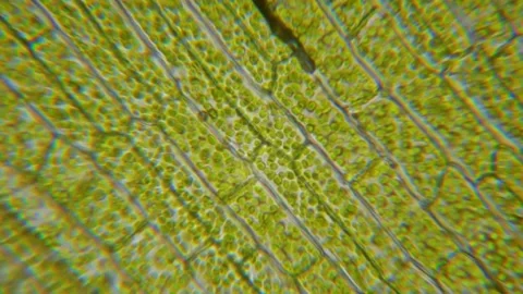 Chloroplasts in Motion: A Microscopic Look at Plant Cell Life Stock Footage 323779258