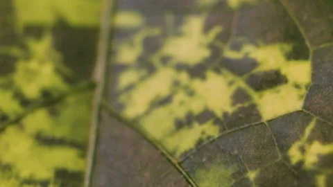Chlorotic or sectoral variegated leaf hibiscus. Extremely close-up of the white- Stock Footage 114832075