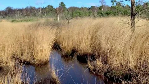 Chobham Common Surrey in Winter with Water and Reeds Stock Footage 168164222