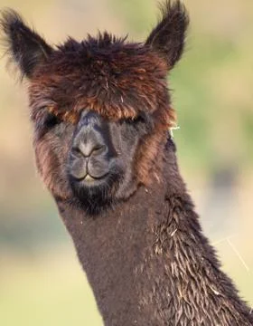 Choclate coloured female Apaca like a Llama Stock Photos