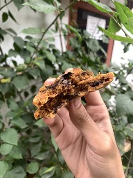 Choco chips cookie fresh from the oven Stock Photos