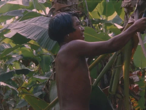 Choco Indian man cuts down a platnano tree to harvest the plantanos. Stock Footage 148126658
