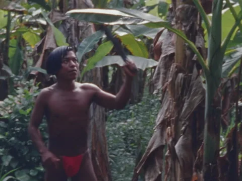 Choco Indian man cuts platano tree in the jungle. Stock Footage 147901213