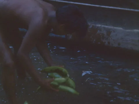 Choco Indian man washes plátnos in river and tosses into a piragua. Stock Footage 148126558