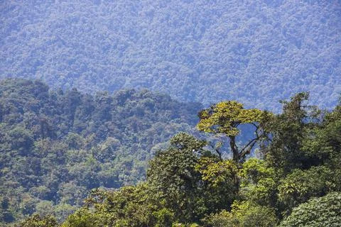 Choco Rainforest, Ecuador. This area of jungle is the Mashpi Cloud Forest in the Stock Photos