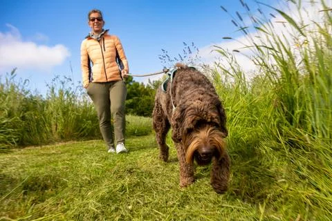 Chocolade brown Labradoodle being walked on gras field Stock Photos