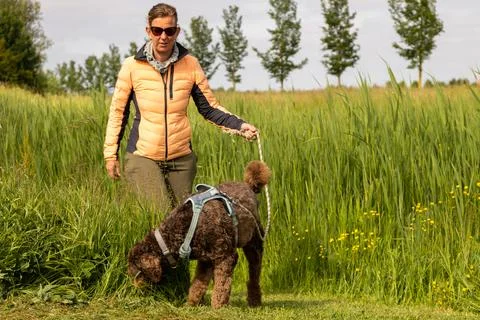 Chocolade brown Labradoodle being walked on gras field Stock Photos