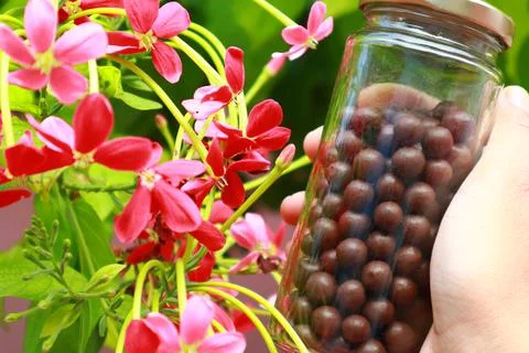 Chocolate balls in a jar surrounded by fresh pink flowers Stock Photos