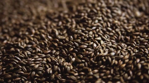 Chocolate brewers malt grains. Stock Footage 84151744