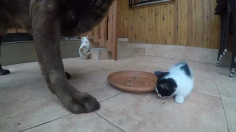 Chocolate brown labrador retriever eats wet cat food  with little cats Stock Footage 148041774