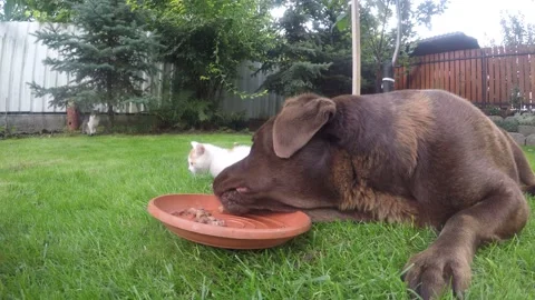 Chocolate brown labrador retriever eats wet food from kittens in the garden Stock Footage 148291790