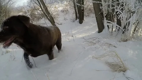 Chocolate brown Labrador running in the deep snow in winter slow motion Stock Footage 72573890