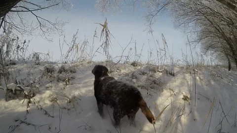 Chocolate brown Labrador running in the deep snow slow motion Stock Footage 72905911