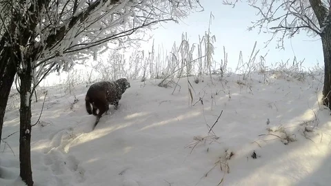 Chocolate brown Labrador running in the deep snow slow motion Stock Footage 72907280