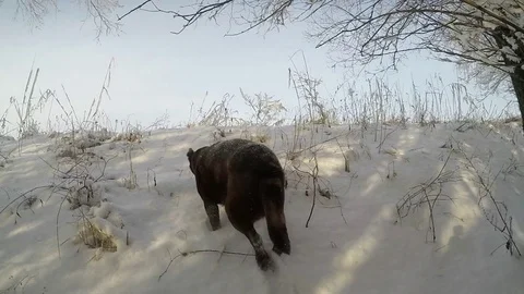 Chocolate brown Labrador running in the deep snow slow motion Stock Footage 72907529